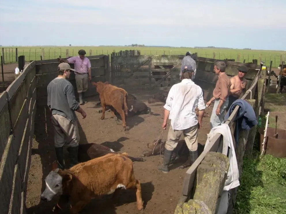 Ganadera Salliqueló remata en Pringles