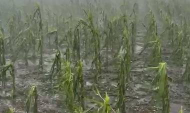 Serios daños causó el granizo en un maizal en la zona de Indio Rico