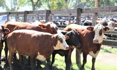Primer Remate del año de Ganadera Salliqueló