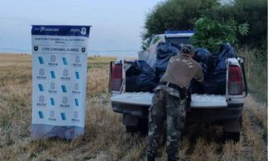 CPR Suárez: Secuestro de Plantas de Marihuana
