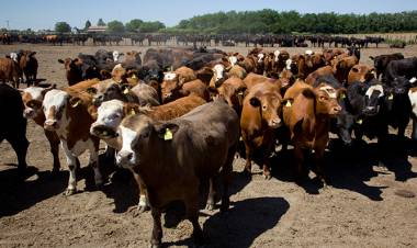 Ganadera Salliqueló vuelve a rematar en Pringles
