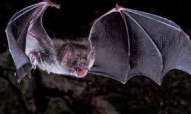 Vacunación en Anillo