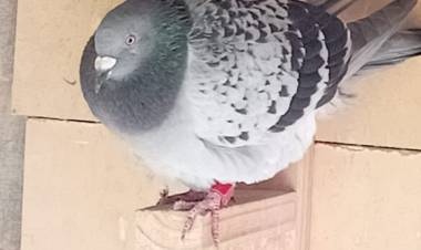 Colombófilas: Gran triunfo del Palomar "El Roque" de Rosendo Sosa desde Concordia en el Campeonato de Fondo