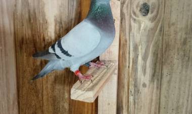 Colombófilas: Humberto Severini Ganador del Federal de Adultas y Francisco Fernández-Santiago Rodríguez, Campeones de Fondo y del Campeonato General 2025