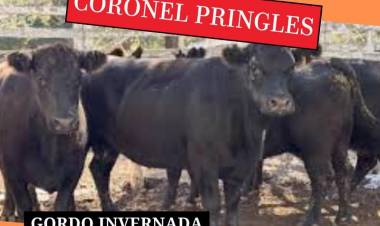 Nuevo remate de Ganadera Salliqueló en Pringles