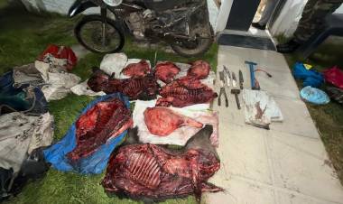 Hallazgo de un motovehículo y productos cárnicos de presunta procedencia de fauna silvestre