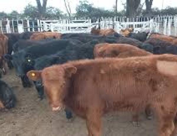 Segundo remate del año de Ganadera Salliqueló