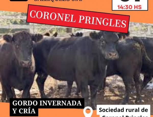 Nuevo remate de Ganadera Salliqueló en Pringles