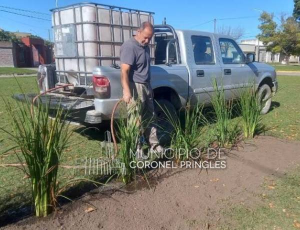 Plantación de árboles: Continúan las acciones en distintos sectores de la ciudad