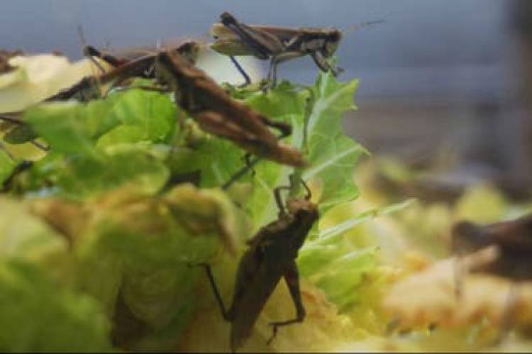 "La afectación de esta plaga en distintos cuarteles es muy importante"
