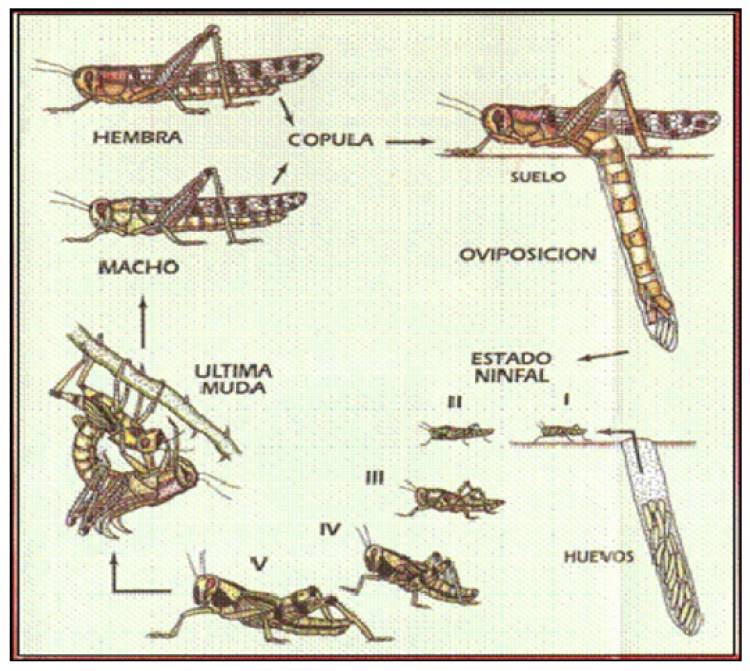 Tucuras