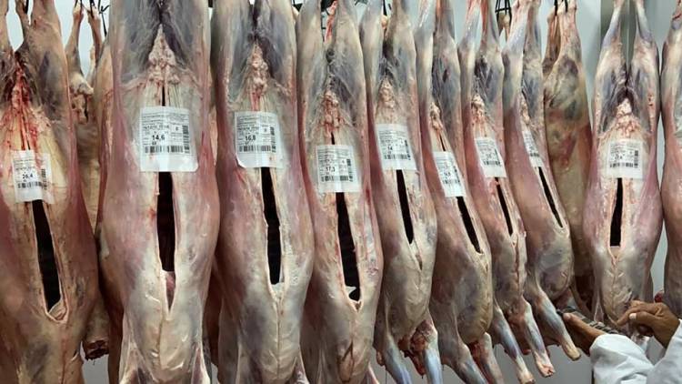 "Se mandaron 360 animales a faena para exportación"