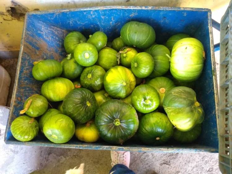 La Huerta Municipal Como abastecimiento local