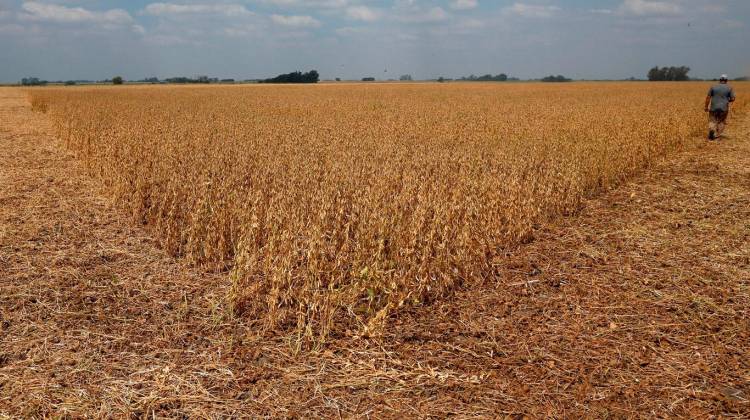 Emergencia Agropecuaria: se elevó el pedido ante el Ministerio de Desarrollo Agrario
