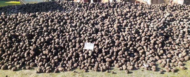 Empresa donó 28 toneladas de papa