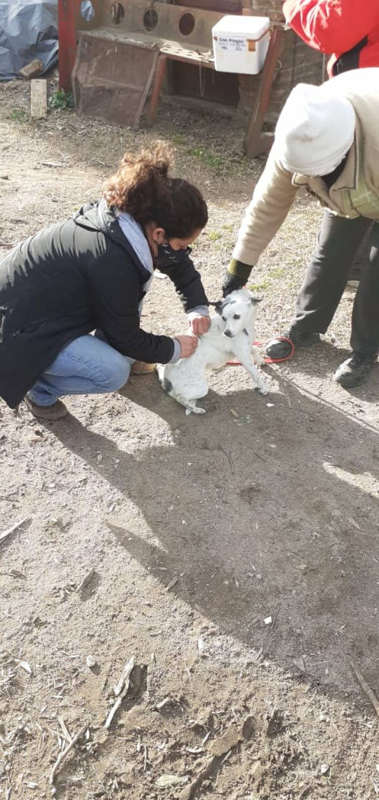 Vacunación de perros y gatos en el PVP Sur