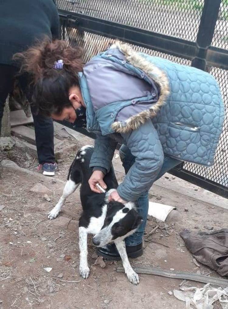 Campaña de Castraciones y Vacunaciones