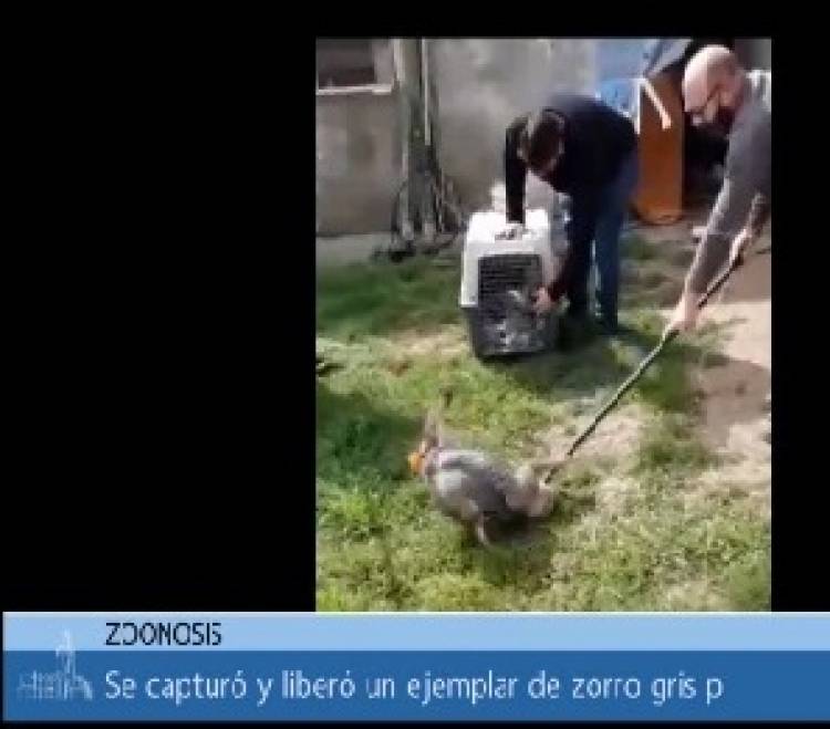 Se encontró y se liberó un ejemplar de zorro gris