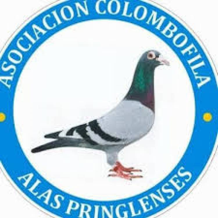 Colombófilas: Autorizan a la práctica Colombófila como Deporte Individual