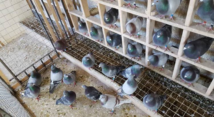 Colombófilas: Siguen los vareos cronometrados en Alas Pringlenses