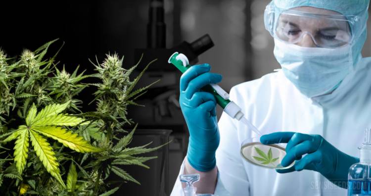 HCD: Promueven la investigación del uso de Cannabis en Pringles