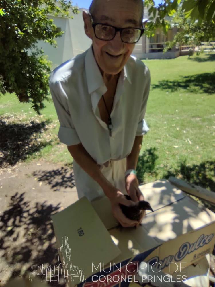 Proyecto Avícola Familiar: Pollitas para el Hogar El Remanso
