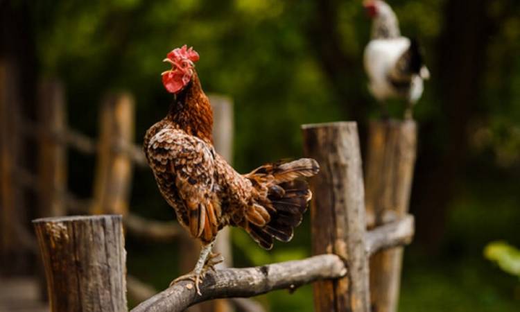 "Yo a mi gallo no lo voy a sacar"