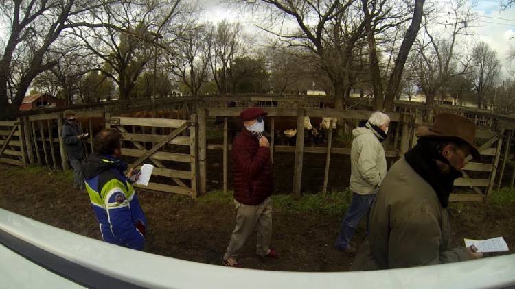 Este sábado Ganadera Salliqueló hace su Remate 17° Aniversario