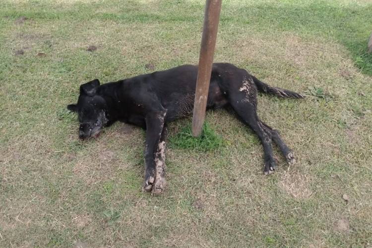 Envenenamiento de perros: el Municipio se presenta como denunciante