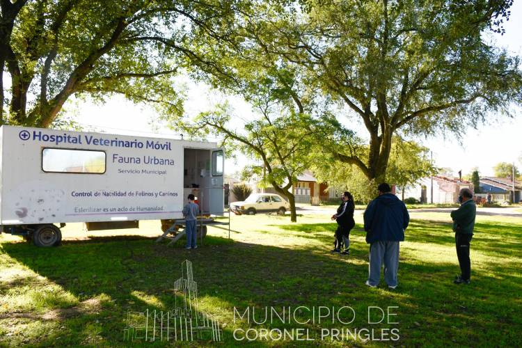 Día del animal: Doble turno para castraciones programadas