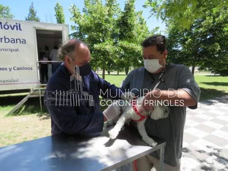 Nueva campaña de vacunación antirrábica masiva para perros y gatos