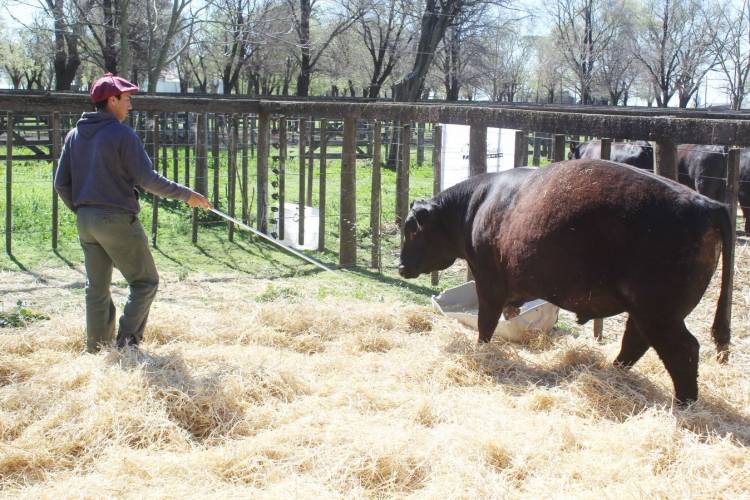 El Gran Campeón Angus se vendió en 425 mil pesos