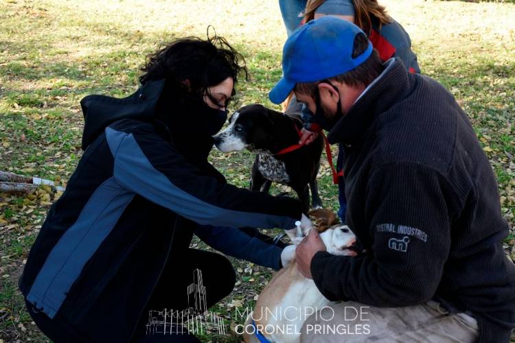 Vacuná y castrá gratis a tu mascota