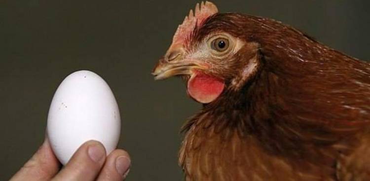 El Huevo o la Gallina