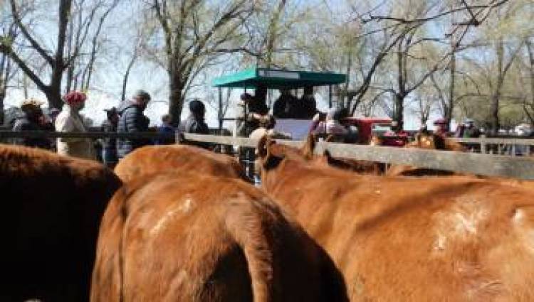 Remate Feria de Ganadera Salliqueló