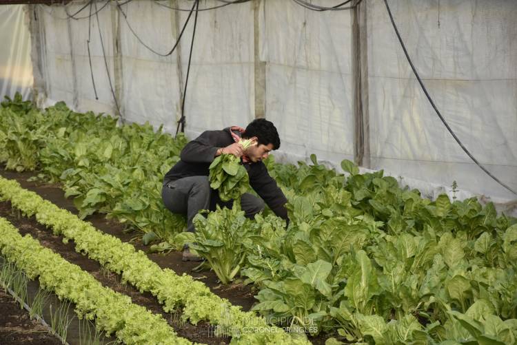 La Cooperativa El Triunfo sigue trabajando a pleno