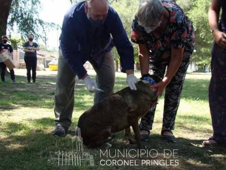 Vacunación antirrábica masiva para perros y gatos