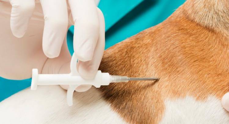 Este viernes comienza la colocación de chip y registro de perros potencialmente peligrosos