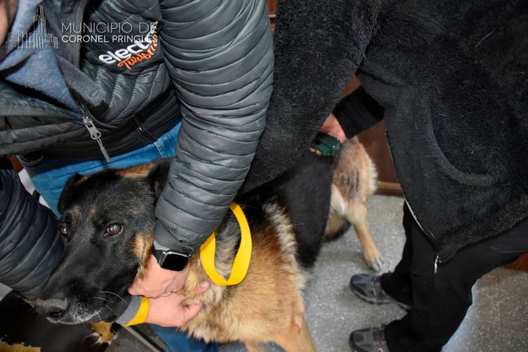 Este viernes sigue la colocación gratuita de Chip y Registro de Perros potencialmente peligrosos