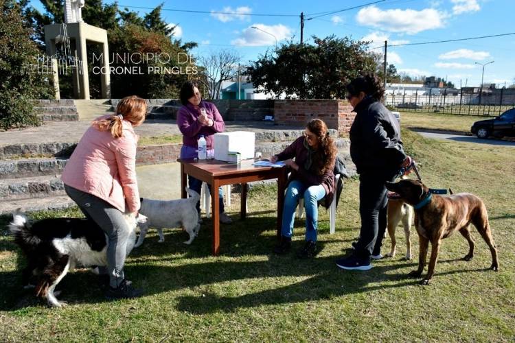 Campaña de Castración Masiva de Perros/as en el Club Divisorio