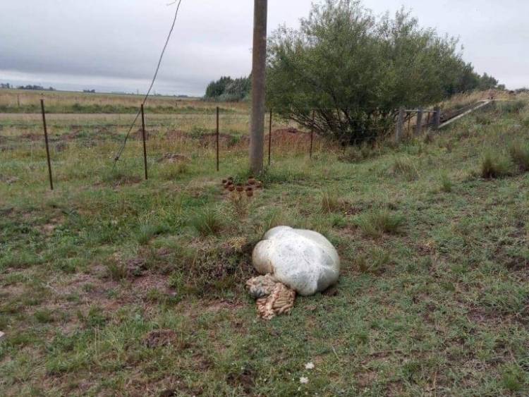 Carnearon dos vacas y desaparecieron seis terneros