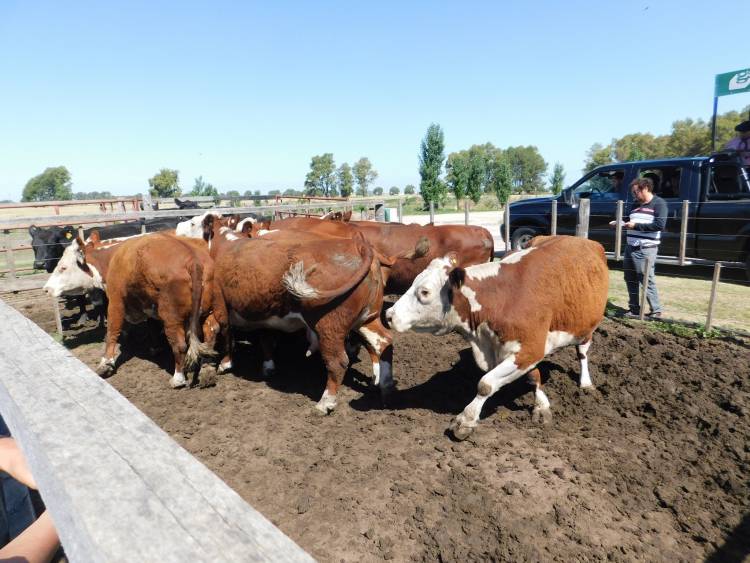 Ganadera Salliqueló remata en Pringles