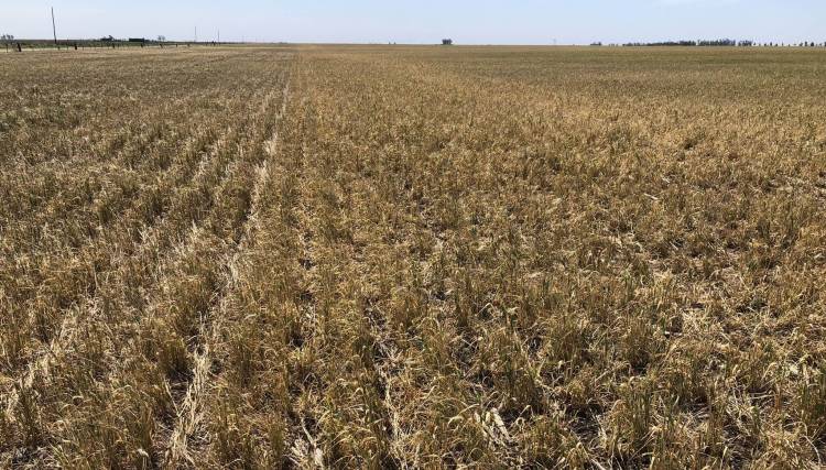 "Aún no está firmado el decreto de emergencia agropecuaria por parte del gobernador Kicillof"