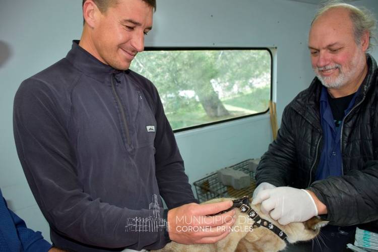 Campaña masiva: Más de 400 animales vacunados