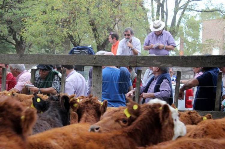 1000 vacunos a la venta en la Feria de Ganadera Salliqueló