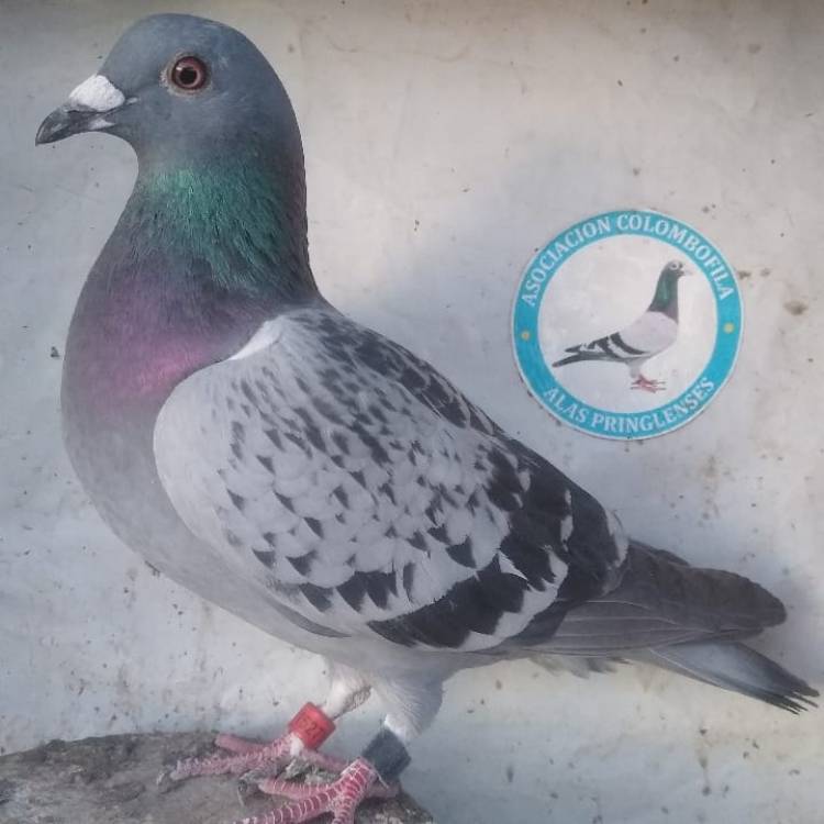 Colombófilas: Triunfos de Gustavo Barrotti en Pichones Ganador del Federal, Rosendo Sosa en el Mixto Ganador del Premio Aniversario "Mario Luis Sensi" y José María Baschiera Campéon de Pichones