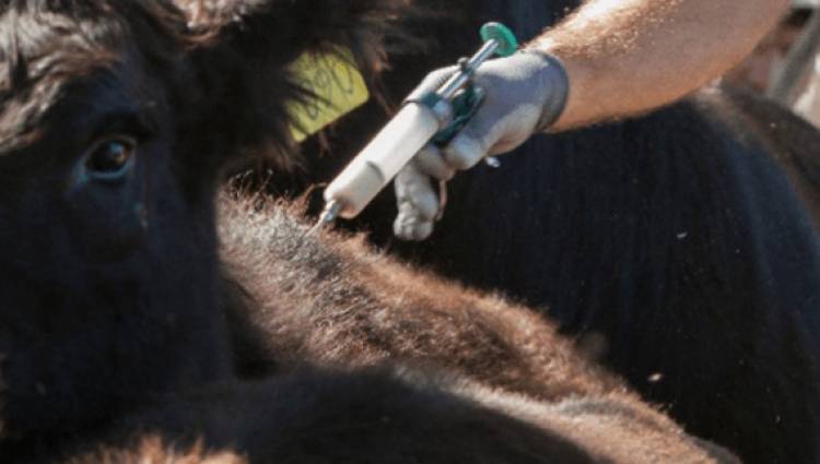 Segunda Campaña Antiaftosa 2023