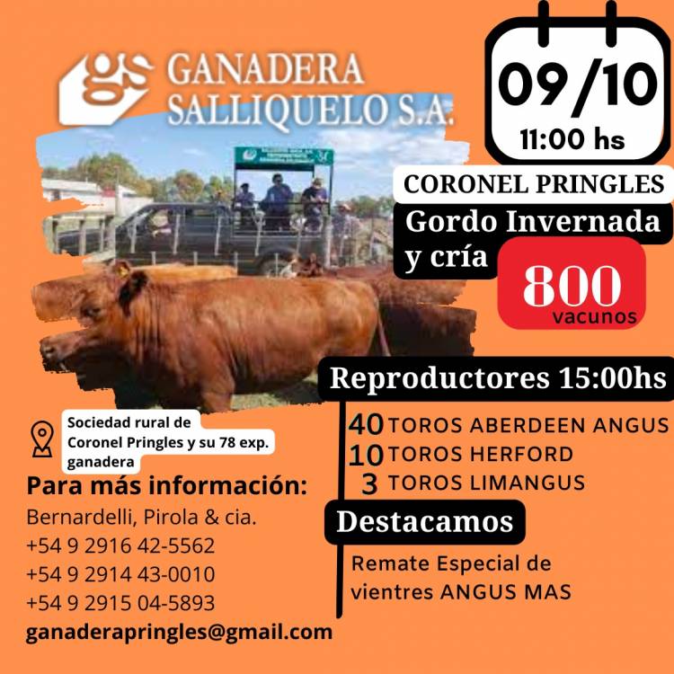 Ganadera Salliqueló rematará en la 78° Exposición Ganadera