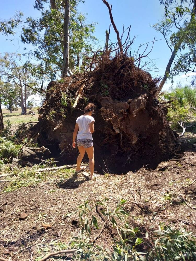"Sufrimos caída de árboles de más de 130 años, tristísimo"