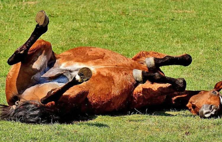 Encefalomielitis equinas: Se estableció la vacunación obligatoria en todo el territorio